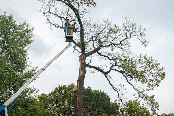 Mulching Services in Rock Hall, MD