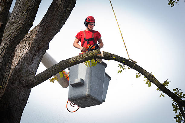 Why Choose Our Tree Removal Services in Rock Hall, MD?